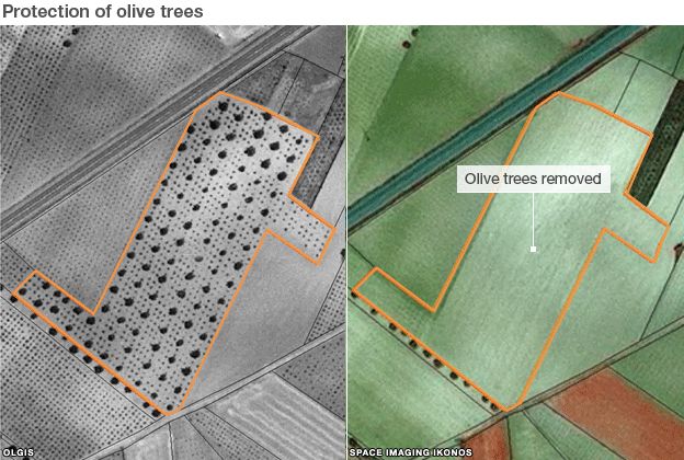 Images show olive trees have been removed from a field
