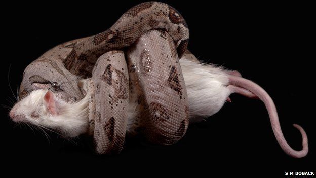 Boa constrictor with rat (c) Scott M Boback