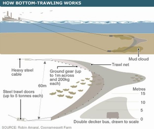 Fishing's global footprint BBC News