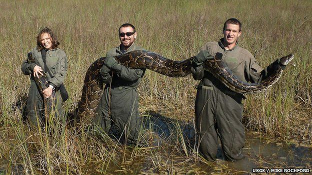 Burmese python caught in the Everglades USGS