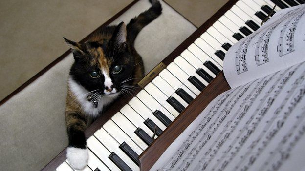 Cat playing the piano