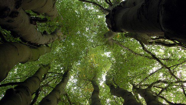 Beech tree (Image: BBC)