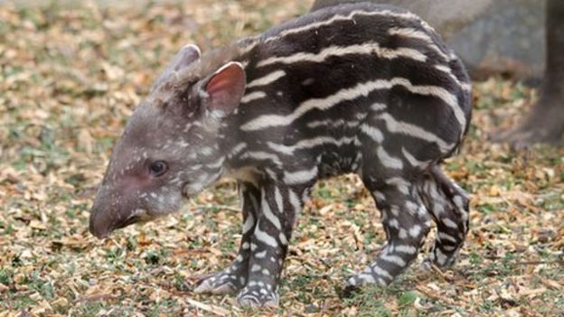 Rare Brazilian tapir born at Lake District Wildlife Park - BBC News