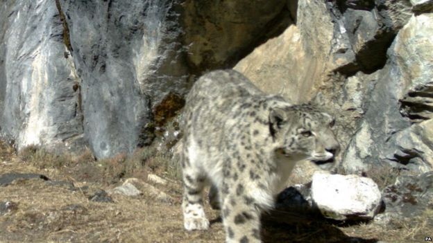 Pictures: Images show snow leopard population thriving - BBC Newsround