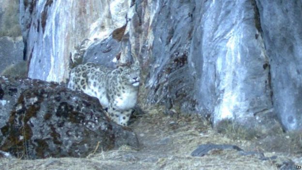 Pictures: Images show snow leopard population thriving - BBC Newsround