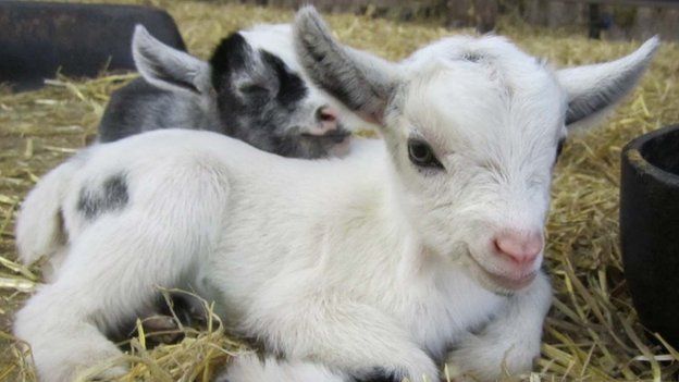 Goats bleat in 'different accents'! - BBC Newsround