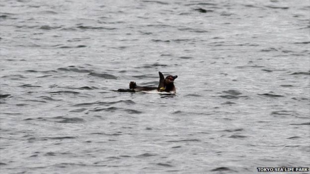 Escaped Humboldt penguin bathing in the Kyu-Edo River