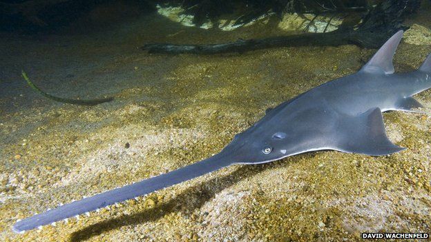 Sawfish use their snouts to hunt and kill their prey - BBC Newsround