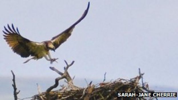 Osprey spotted in Cumbria at start of nesting season - BBC News