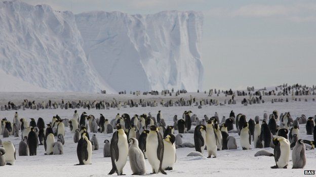 Emperor penguins on the sea ice close to the UK's Halley Research Station