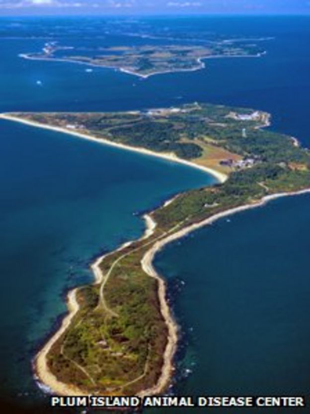 Footandmouth disease vaccine developed in US BBC News