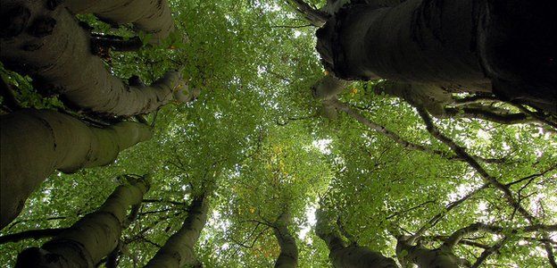 Multi-stemmed beech tree in urban green space (Image: BBC)
