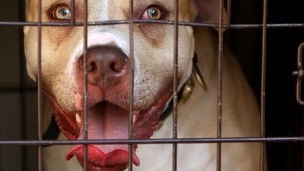 Dog bites highest in deprived areas - BBC News