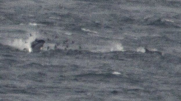 Orca chasing a white-beaked dolphin