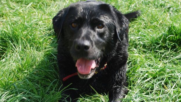 Dorset family say they were 'shocked' at dog eating hairbands - BBC News