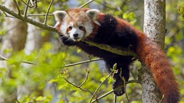 Galloway park red panda boosts breeding plans - BBC News