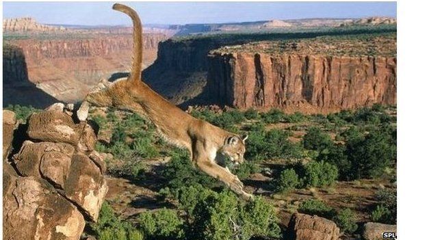 Cougar leaping