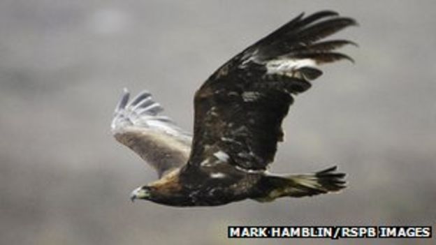 Tests Show Golden Eagle Found Dead In Lochaber Poisoned - BBC News