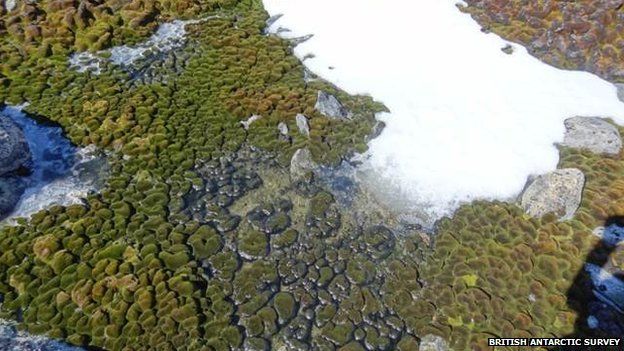 Antarctica's moss viewed from above