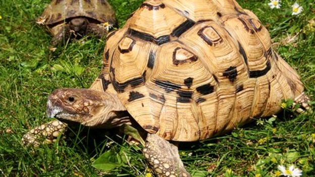 Norfolk Tortoise Club wants to rehome 50 animals - BBC News