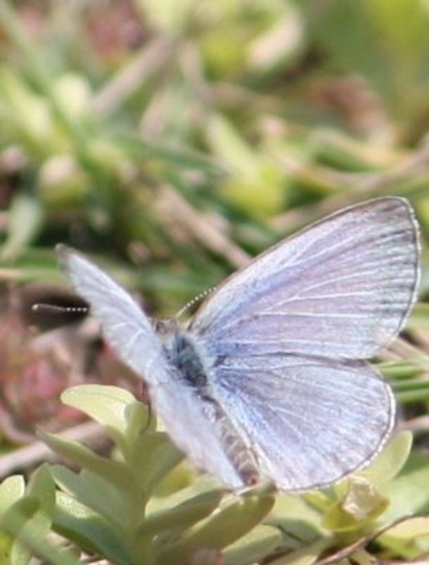 'Severe abnormalities' found in Fukushima butterflies - BBC News