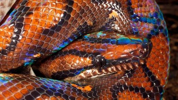 Lethal snake viruses identified - BBC News