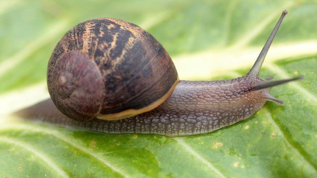 New Species Of Tiny Snail Found In China - Bbc Newsround