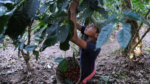 A child harvests coffee beans