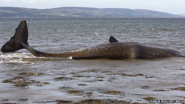 Sperm whale in Inner Moray Firth. Pic: copyright WDCS/Charlie Phillips