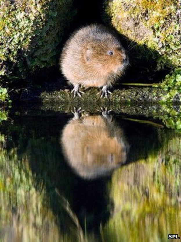 Water voles wander across 'fragmented' Scottish habitat BBC News