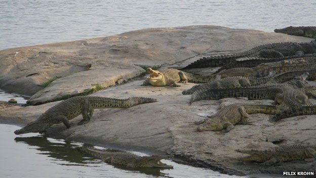 Crocodiles at Yamoussoukro