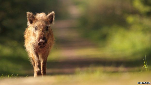 A wild boar in the Forest of Dean