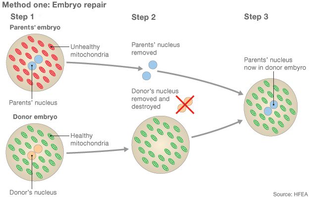 Method one: Embryo repair