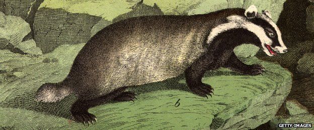 The common badger, a nocturnal animal of the otter and weasel family (c. 1850)