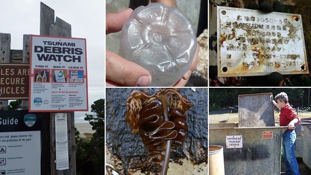 Tsunami debris sign, and debris and sealife found on beach