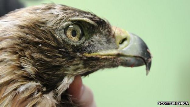 Golden eagle shot near Southern Upland Way - BBC News