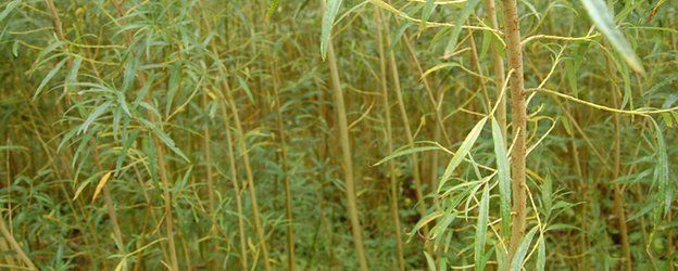 Short rotation coppice willow (Image: BBC)