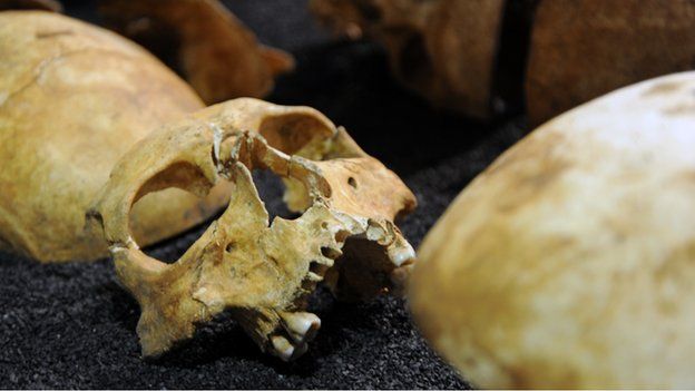 Human skeletons on display at the Museum of London