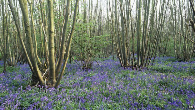 Bluebells