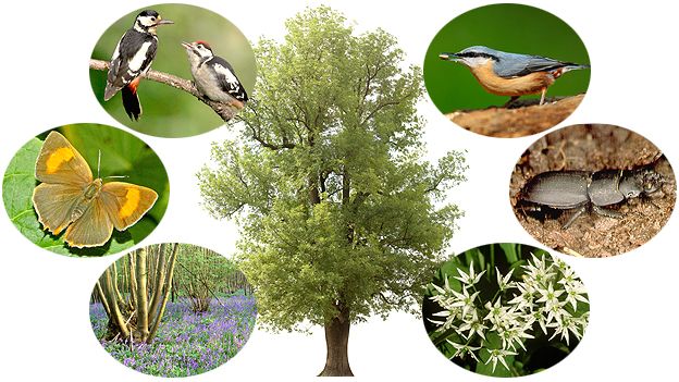 Ash tree and associated wildlife