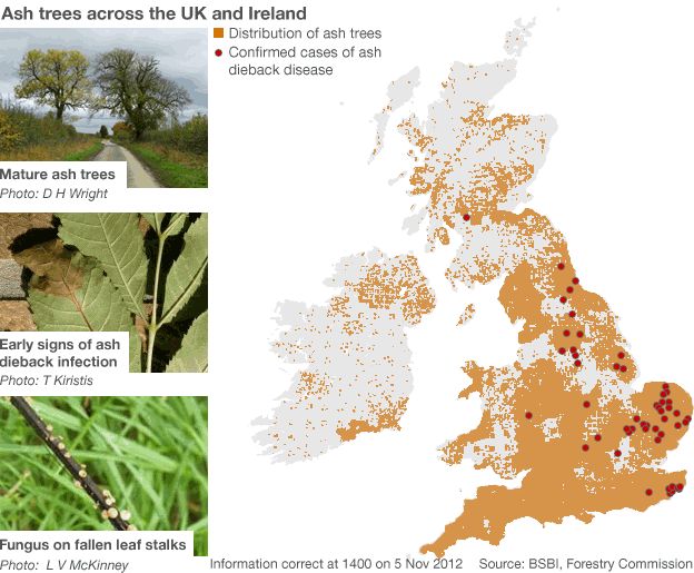 Distribution of ash trees across the UK and Ireland and the sites of confirmed cases of as dieback disease