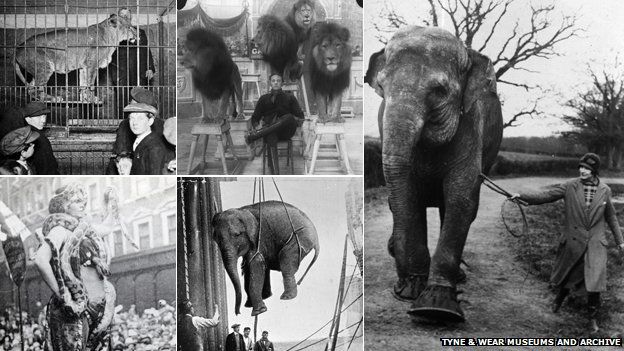 Travelling menageries brought exotic animals to English towns and cities
