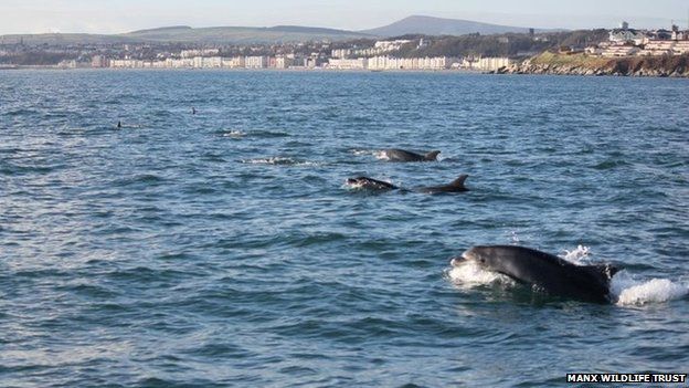 Bottlenose Dolphins in Douglas Bay 2012 - Photo MWT