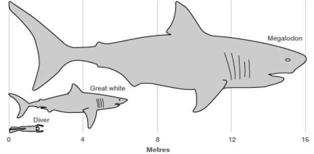 Great whites 'not evolved from megashark' - BBC News