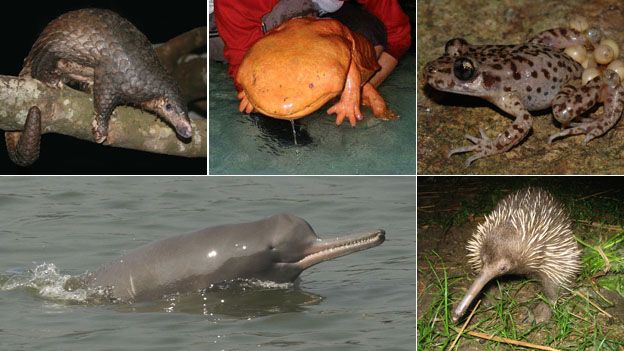 Montage of evolutionarily distinct and globally endangered creatures (Clockwise from top left: Sunda pangolin, Chinese giant salamander, Mallorcan midwife toad, long-beaked echidna and Ganges river dolphin)