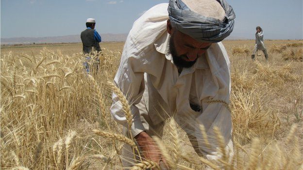A farmer tends his crop in Takhar province