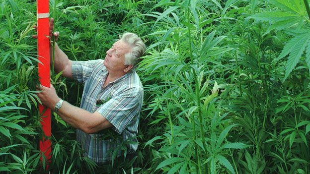 Farmer Wilfried Arndt meassures the length of his hemp plants, Thursday, July 18, 1996 on his field near Uetz, about 30 kilometers north of Berlin