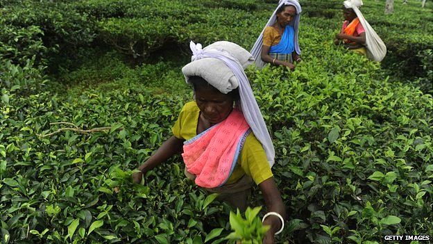 Indian tea garden workers pluck leaves