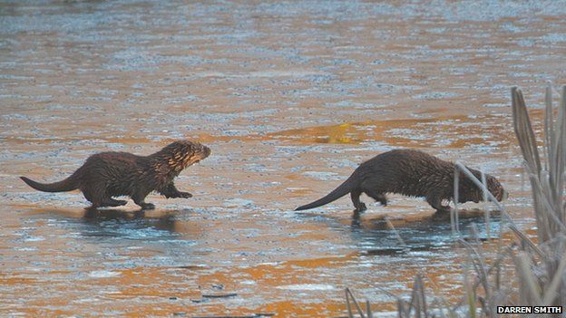 Otter cubs