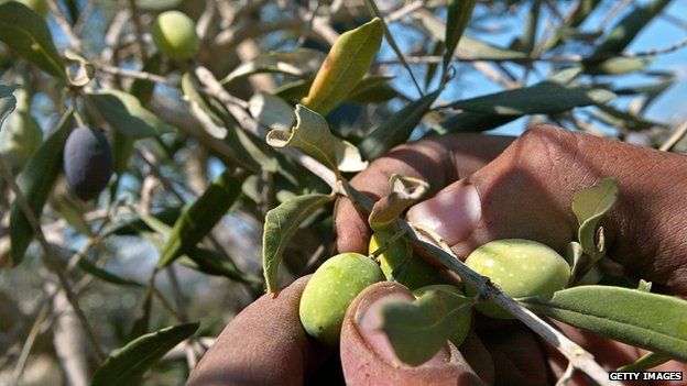 Picking olives from a tree